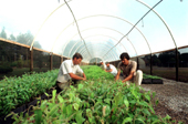 Viveiros do IAP (Instituto Ambiental do Paran�). Foto: SECS 